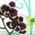 Hogyan törődik orchidea, expertoza (expertoza) Hogyan törődik orchidea, expertoza