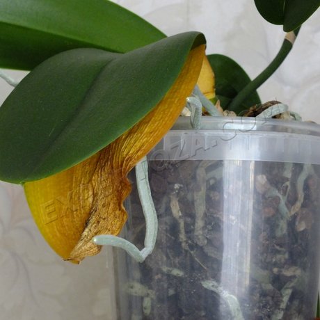 Hogyan törődik orchidea, expertoza