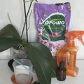 Hogyan törődik orchidea, expertoza
