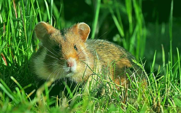 Ce fel de iarba poti da hamsterilor