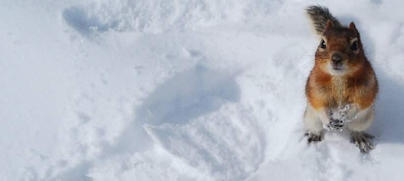 Як виглядають сліди білки на снігу фото
