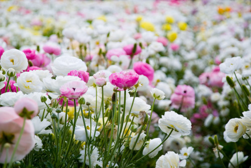 Cum să crească un Ranunculus în zona cabana de vară