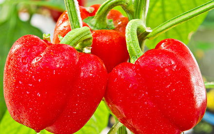 Hogyan növekszik paprika az országban (nő) Hogyan növekszik paprika az országban