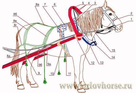 Cum să recuperezi un cal Orlov