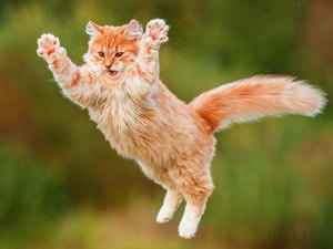 Як захистити кішку від падіння з висоти