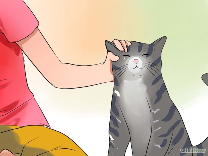 Cum să câștigi încrederea unei pisici