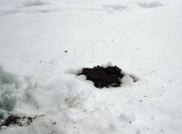 Cum se înmoaie iarna și somnul în acest moment al anului, hibernând