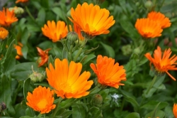 Calendula - értékes arany Virgin - zöld gyógyszertár - archív messenger HLS - HLS Gazette újság