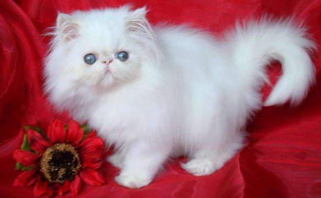 Karjalai bobtail rövidszőrű (bobtail) Karjalai Bobtail rövidszőrű