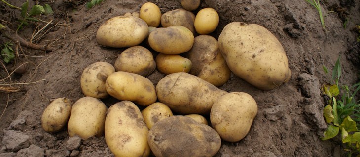 Картопля «уладар» опис сорту, фото, відгуки