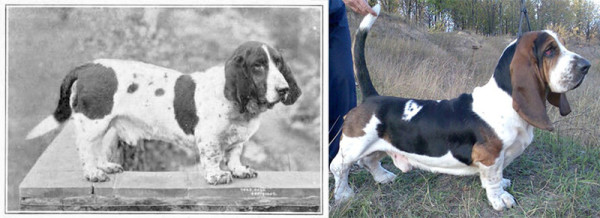 Care a fost rezultatul a 100 de ani de reproducere a câinilor pedigriți - ❶ fapte interesante ❶