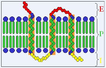 Membrană celulară