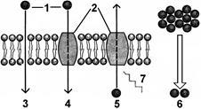 Membranele celulare - stadopedia