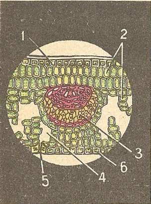 Structura celulară a frunzei