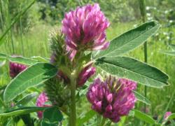 Clover agyi érelmeszesedés