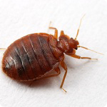 Bedbug-urile din apartament sunt motivele pentru care provin bug-urile