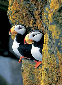 Clowning tapasztalatlan Puffin, kiadványok, szerte a világon () Clowning tapasztalatlan Puffin, kiadványok, bárhol fény