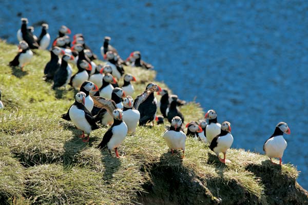 Clownery de puffins galben, publicații, în întreaga lume