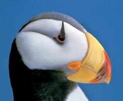 Clowning tapasztalatlan Puffin, kiadványok, szerte a világon () Clowning tapasztalatlan Puffin, kiadványok, bárhol fény