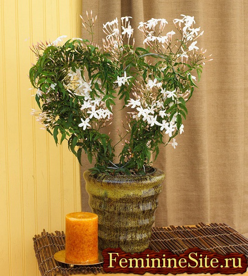 Planta de casă cu flori albe - de la gardenie la eucharis