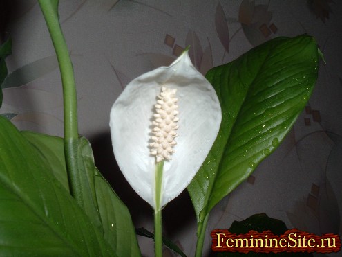 Кімнатна рослина з білими квітками - від гарденії до еухаріса
