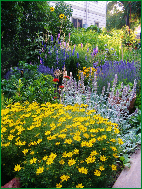 Coreopsis plantare perene și îngrijire în câmp deschis, varietate de reproducere, cultivare și combinare