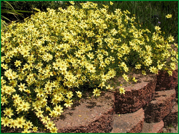 Coreopsis plantare perene și îngrijire în câmp deschis, varietate de reproducere, cultivare și combinare