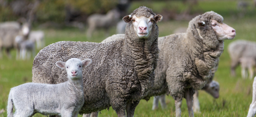 Etetés a juhokat a szoptatási időszak