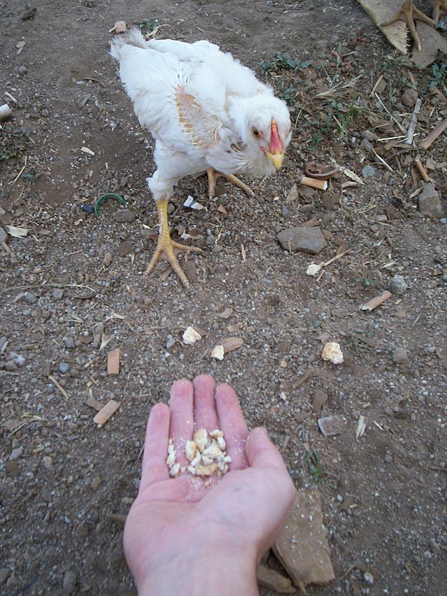Hrănirea puilor de ouă