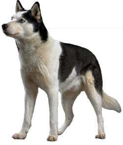 Корм royal canin energy 4800 для спортивних і робочих собак - купити недорого в Москві в дешевому