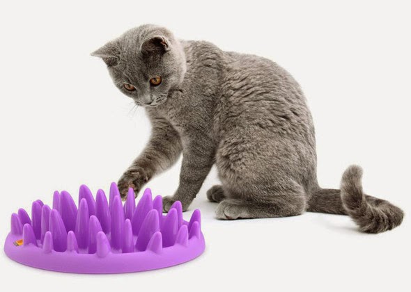 Feeder-Játék macskáknak, akik szeretnek enni, a város macskák