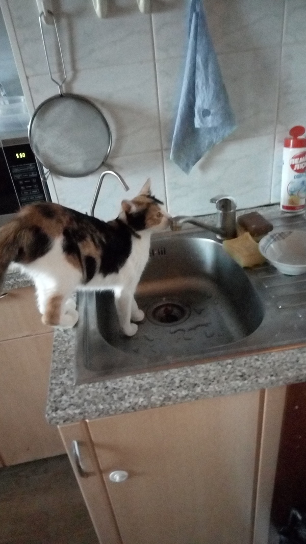 Кішка знайшла будинок)