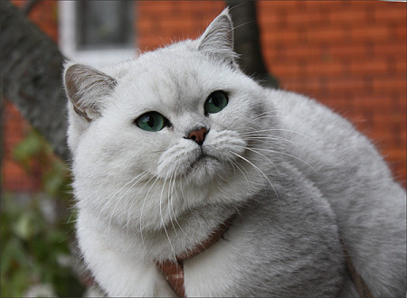 Cat szül fényképet Chinchilla, macska fajta csincsilla fotó ár