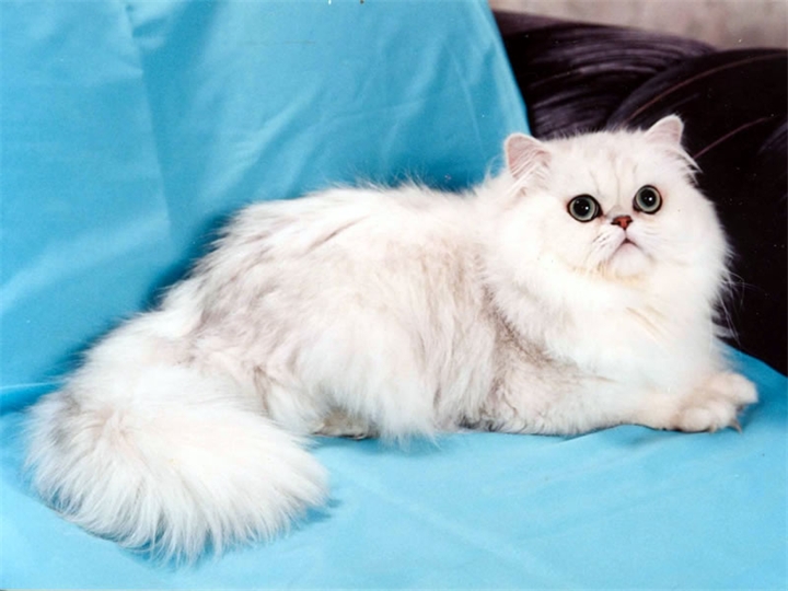 Cat szül fényképet Chinchilla, macska fajta csincsilla fotó ár
