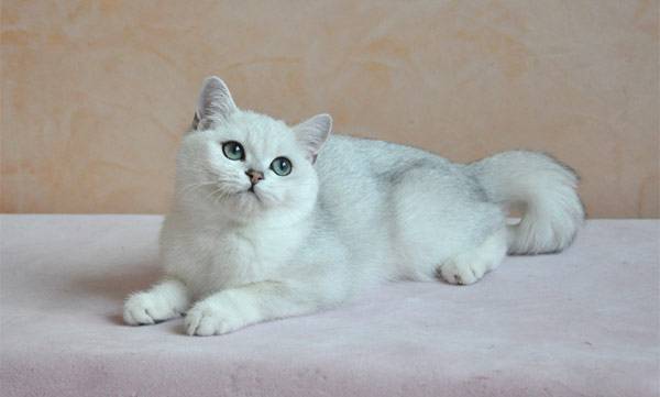 Cat szül fényképet Chinchilla, macska fajta csincsilla fotó ár