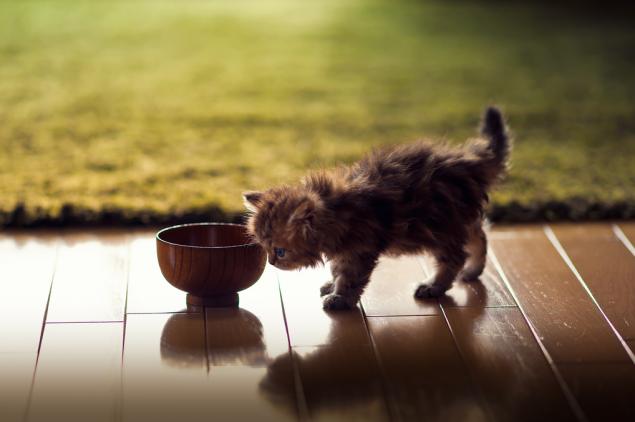 Kitten și fotograful său