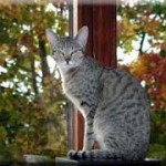 Кіт Саймона - стає кольоровим, блог про кішок