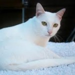 Кіт Саймона - стає кольоровим, блог про кішок
