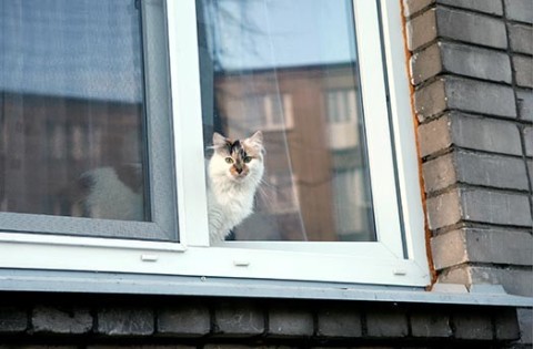 A macska kiesett az ablakon