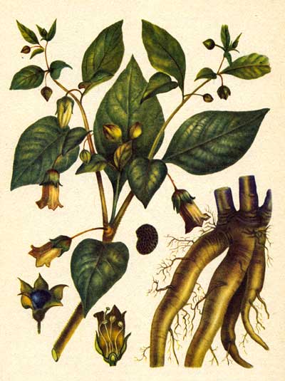 Belladonna - Belladonna - nadragulya - atropa beladonna - gyógynövények - gyümölcs és zöldség kert -