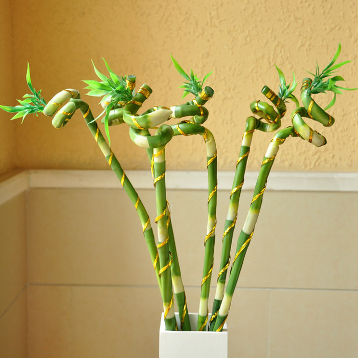 Compoziții frumoase de bambus interior - dracenas sanderiana
