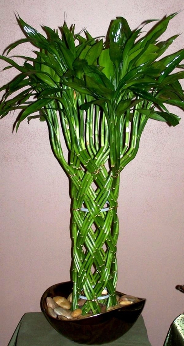Compoziții frumoase de bambus interior - dracenas sanderiana