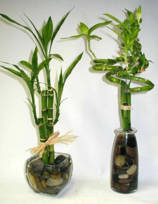 Gyönyörű kompozíció beltéri bambusz - Dracaena sanderiana