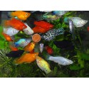 Червоний флоридский рак зміст в акваріумі, статті про тварин