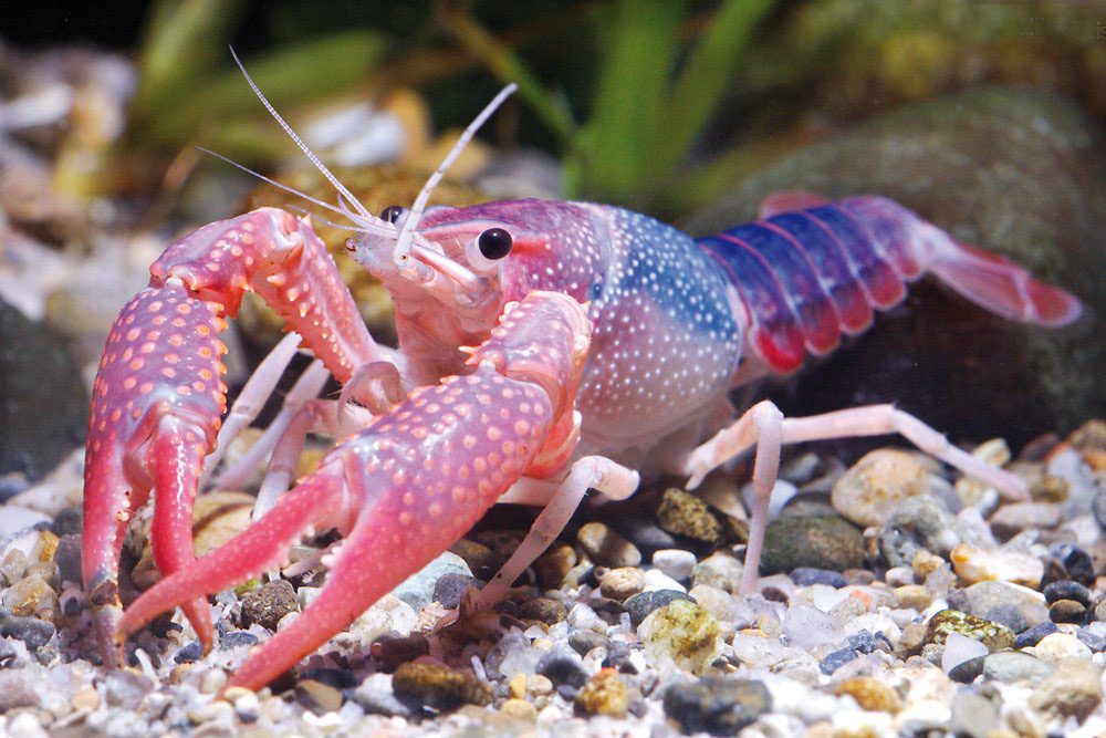 Conținutul de cancer roșu din Florida în acvariu, articole despre animale