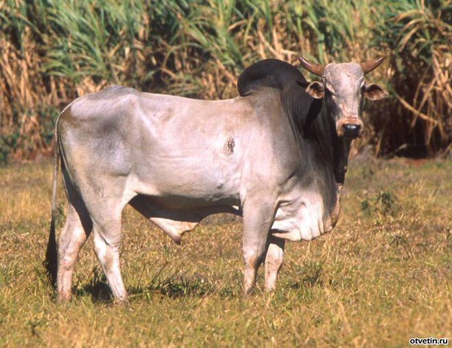 Ki zebu