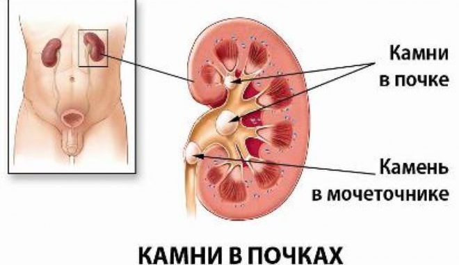 Amely megkapja a hormonok által a belső elválasztású mirigyek