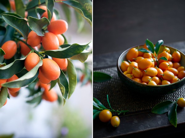 Kumquat hasznos tulajdonságai keleti egzotikum