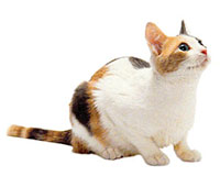 Vásárolja cica Maine Coon, Brit rövidszőrű tenyészetben a Maksimus