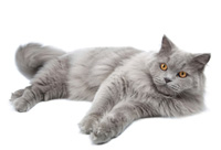 Cumpăra Maine Coon Kitten, British Shorthair în canisa maksimus